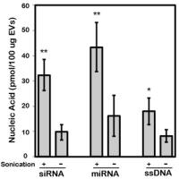 外泌体核酸载药