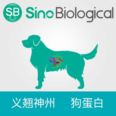 Recombinant Canine IL-8 / CXCL8 Protein | 重组狗 IL-8 / CXCL8 蛋白