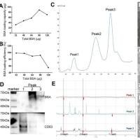 外泌体多肽修饰