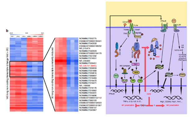 lncRNA 芯片研究结果分享