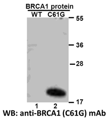 BRCA1(C61G)
