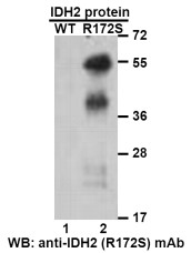 IDH2(R172S)