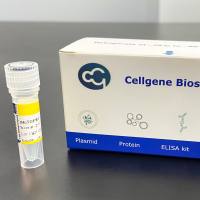 人白细胞介素4 (IL-4)-V1重组蛋白