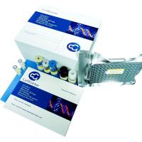 293细胞宿主蛋白（HCP）残留检测试剂盒