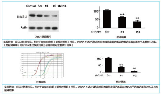 RNA干扰有效靶点筛选