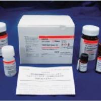 TRAP/ALP双重染色试剂盒