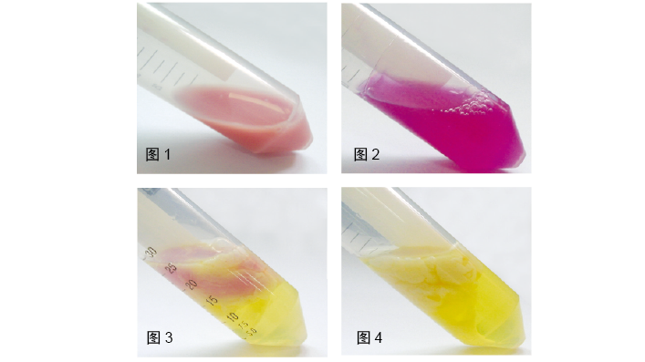 高纯质粒大提试剂盒(DP116)