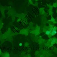 4T1-GFP小鼠乳腺癌细胞-绿色标记