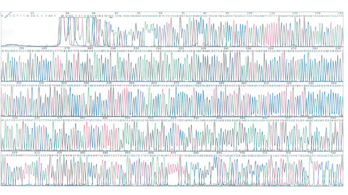 N96 高纯度质粒小提试剂盒(DP114)