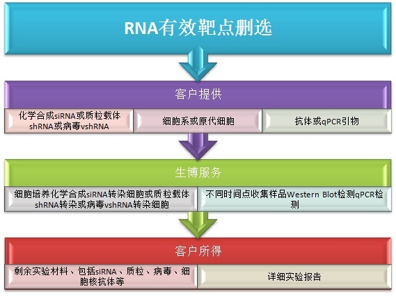 RNA干扰有效靶点筛选