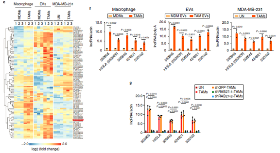 伯豪生物 lncRNA 芯片研究结果