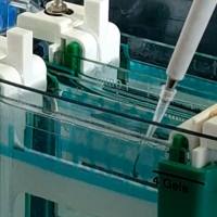 Western Blot免疫印迹实验技术服务