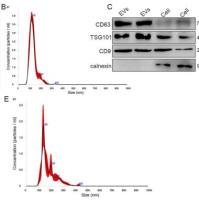 外泌体大分子载药