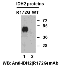 IDH2 (R172G)
