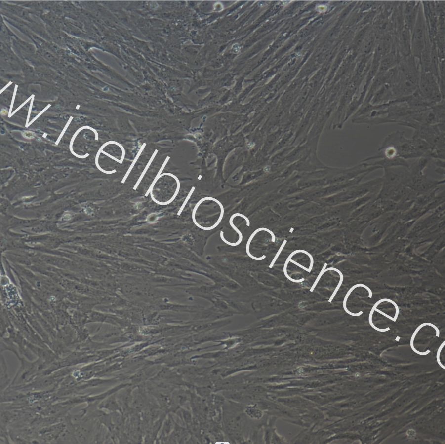 猪皮肤成纤维细胞永生化/免疫荧光鉴定