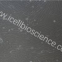 猪皮肤成纤维细胞永生化/免疫荧光鉴定