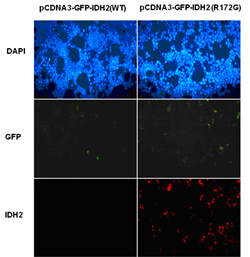 IDH2 (R172G)
