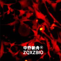 hCMEC/D3-RFP永生化人脑微血管内皮细胞-红色荧光蛋白标记