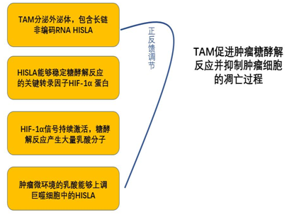 伯豪生物 lncRNA 芯片研究思路