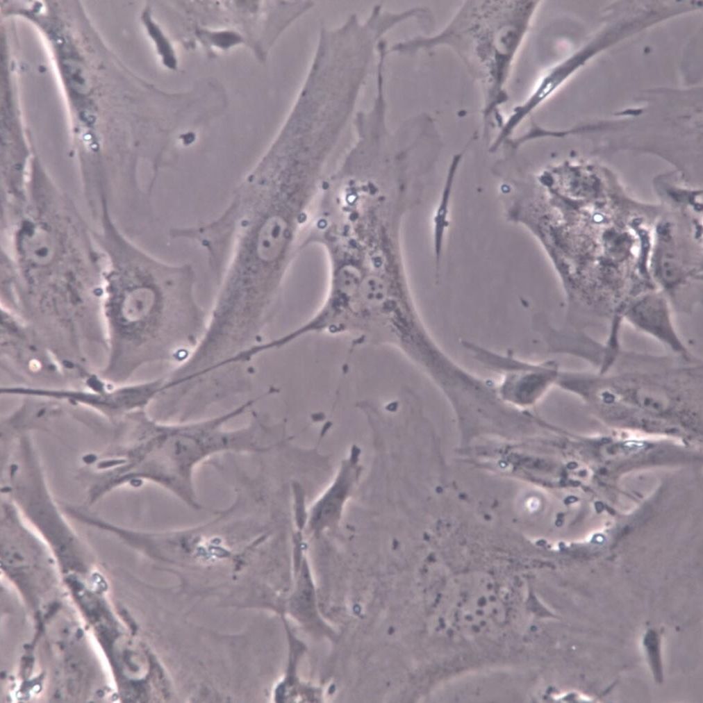 BJ、BJ细胞系、BJ细胞株、BJ人皮肤成纤维细胞