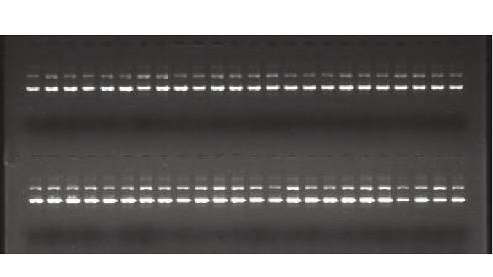 N96 高纯度质粒小提试剂盒(DP114)
