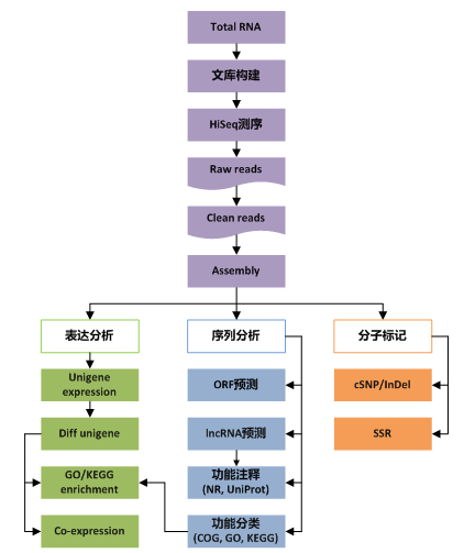 转录组 Denovo 测序分析流程