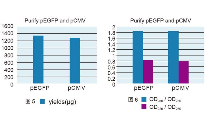 高纯质粒大提试剂盒(DP116)