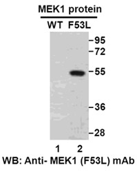 MEK1 (F53L)
