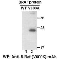 BRaf(V600K) 