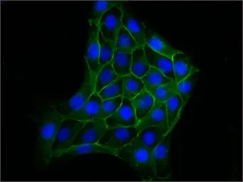 beta Catenin antibody [6F9]