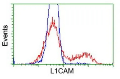 L1CAM antibody [2C7]