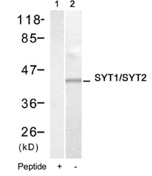 Synaptotagmin I/II antibody