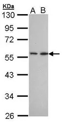 DPP2 antibody [N3C3-2]