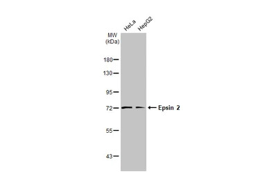 Epsin 2 antibody [N1C1]