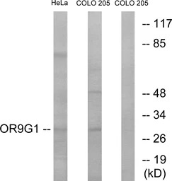 OR9G1 antibody