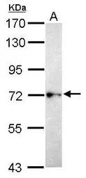 BEGAIN antibody