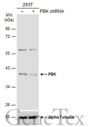 PBK antibody [N2C3]