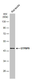 GTPBP9 antibody [C1C3]