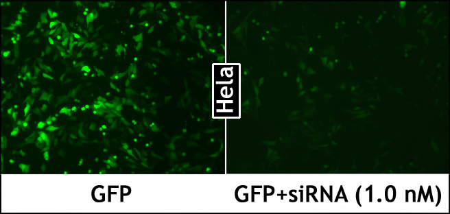 LipoJet™体外DNA转染试剂盒