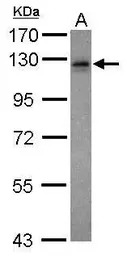 Vezatin antibody [N3C3]