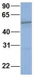 CYP2C19 antibody, Internal