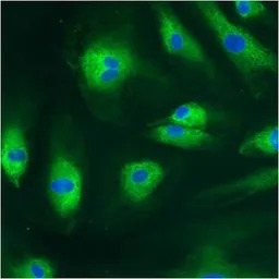 PDI antibody [RL90]