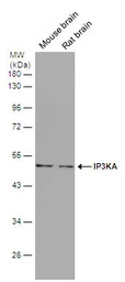 IP3KA antibody [N2C3]
