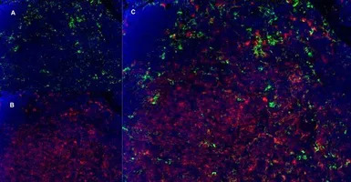 CD8 alpha antibody [YTS105.18]