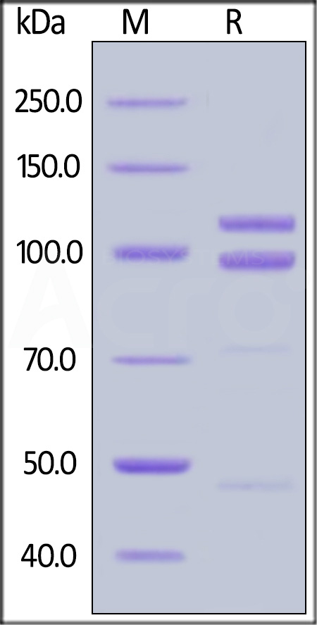 Human E-Cadherin, Fc Tag (Cat. No. ECD-H5250) SDS-PAGE gel