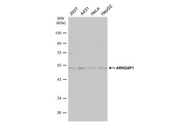 ARHGAP1 antibody [N3C3]
