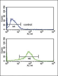 APEX2 antibody, Internal