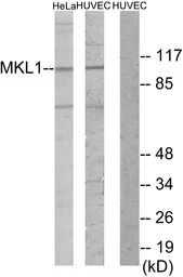 MKL1 antibody