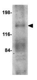 OVGP1 antibody
