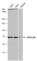 NFkB p65 antibody